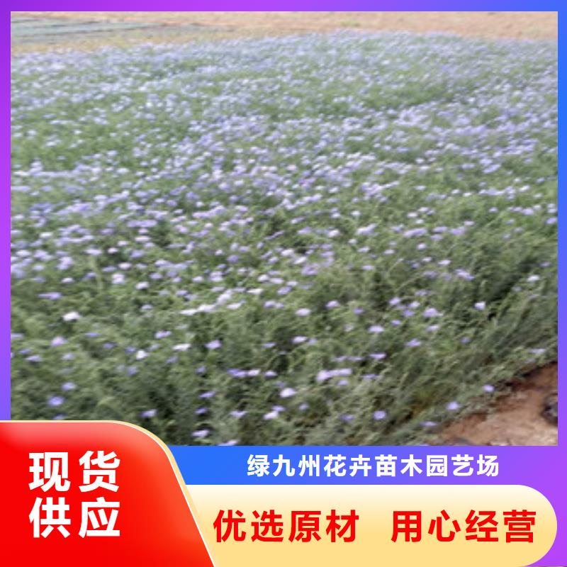 【宿根花卉】时令花卉/绿化草花价格生产经验丰富