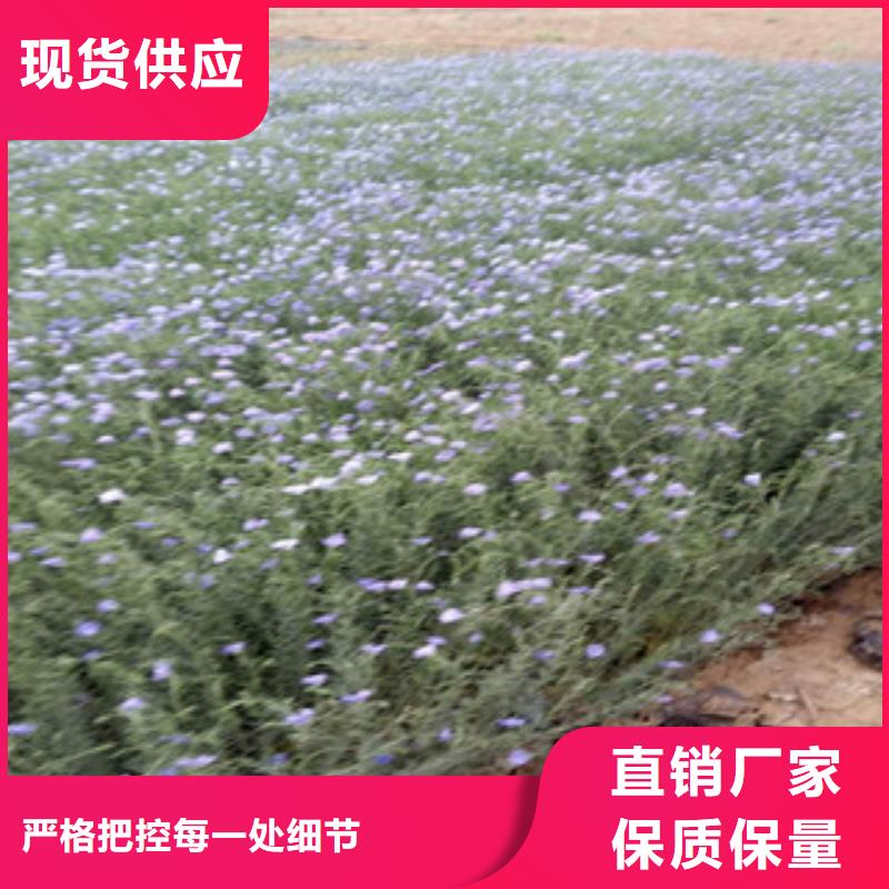 宿根花卉时令花卉/绿化草花价格规格型号全