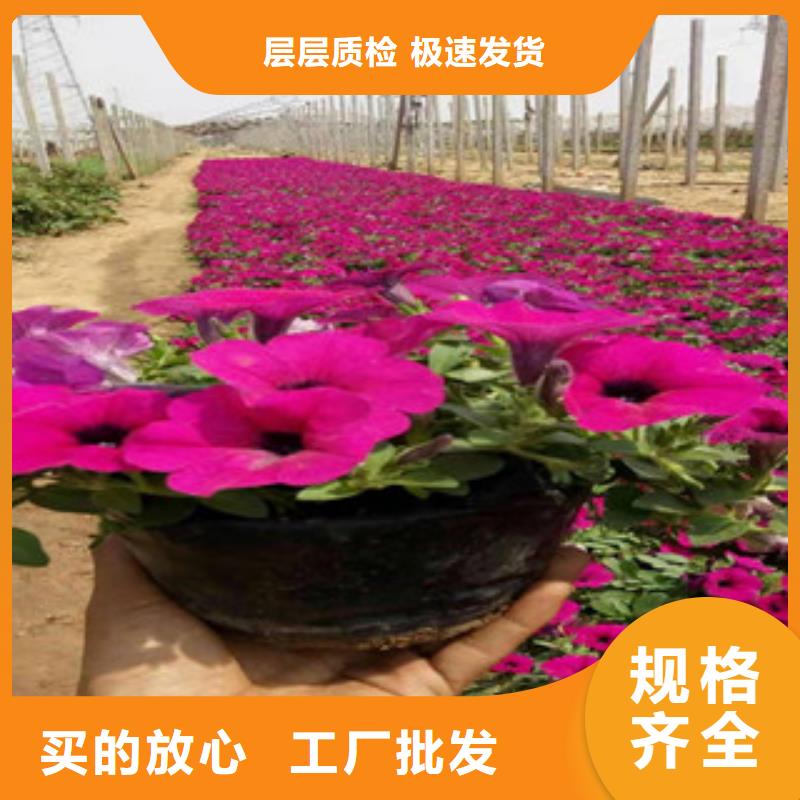 宿根花卉-五一国庆草花批发适用范围广