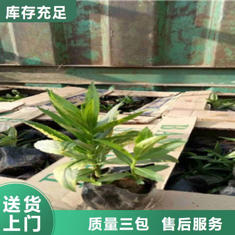 宿根花卉观赏草/蒲苇狼尾草工艺层层把关