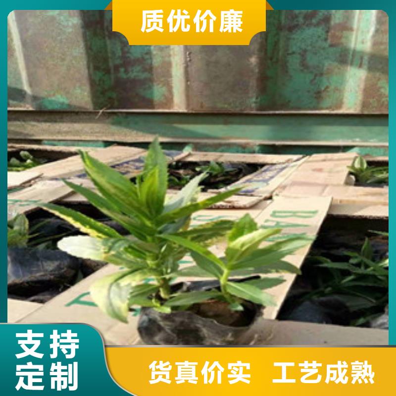 宿根花卉柳叶马鞭草/薰衣草每一处都是匠心制作