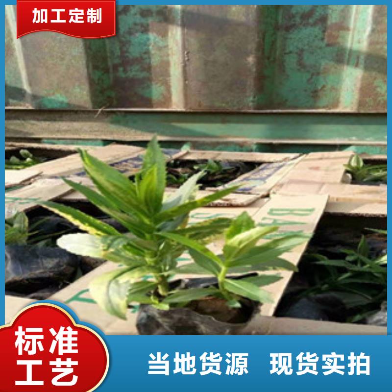 宿根花卉耐寒耐旱草花基地物流配送