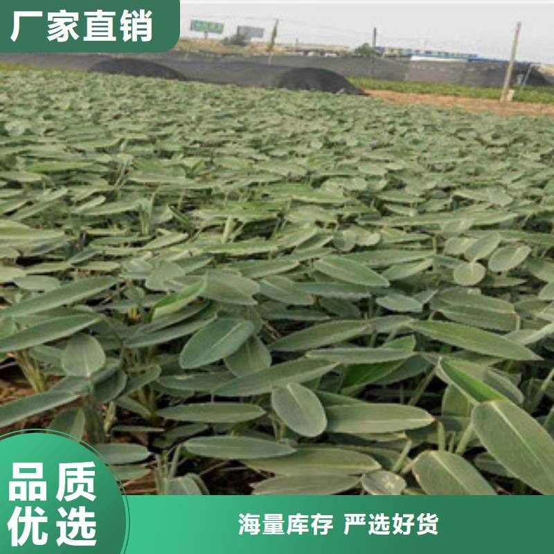 宿根花卉【耐寒耐旱草花基地】种类齐全
