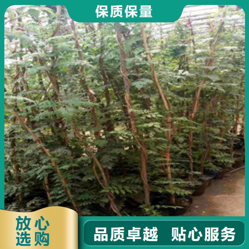 宿根花卉柳叶马鞭草/薰衣草多年行业经验