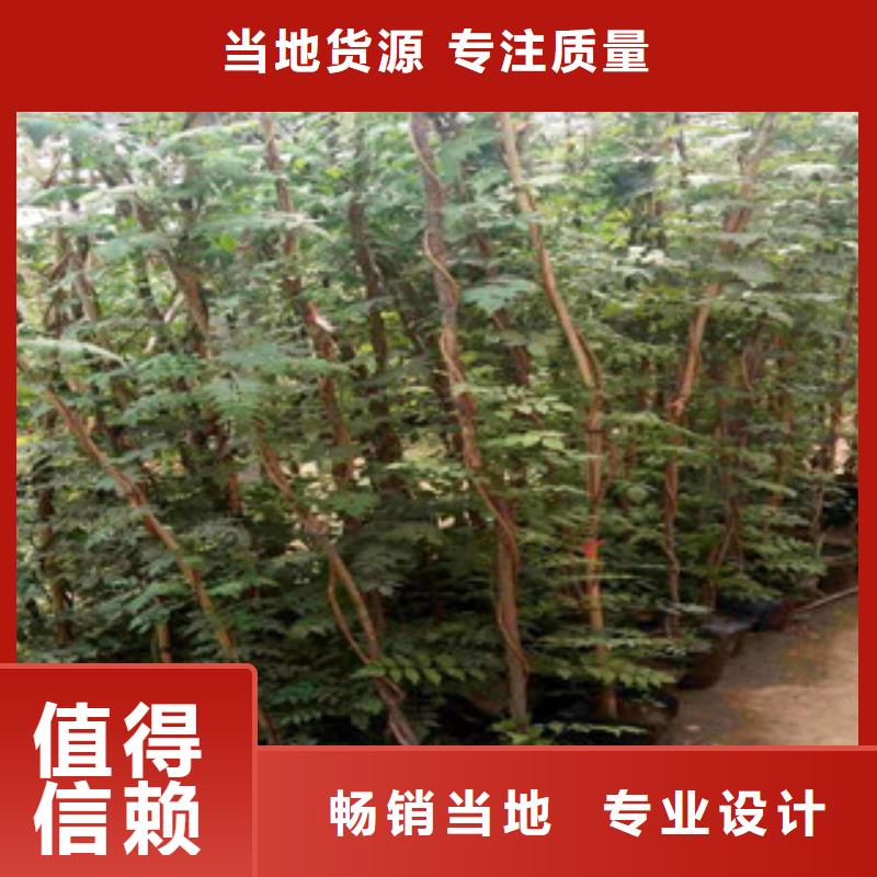 宿根花卉耐寒耐旱草花基地物流配送