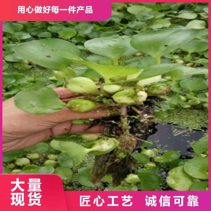 宿根花卉时令花卉/绿化草花价格专业生产厂家