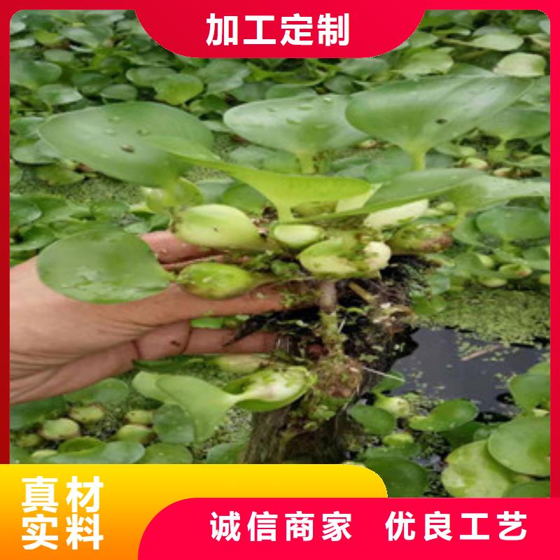 宿根花卉宿根花卉基地可放心采购