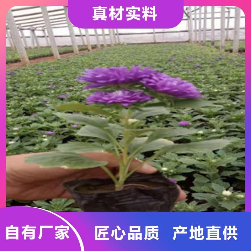 宿根花卉_鲁冰花/粉黛乱子草厂家直销供货稳定