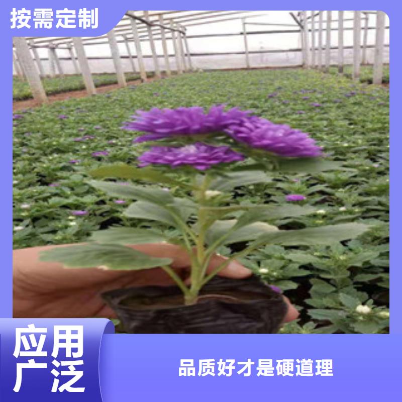 宿根花卉观赏草/蒲苇狼尾草工艺层层把关