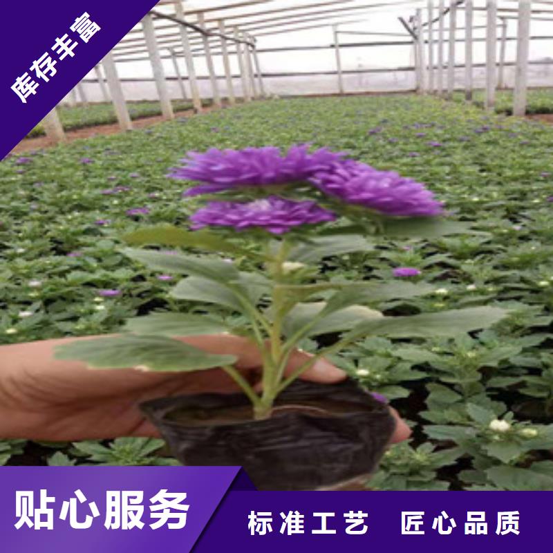 宿根花卉【耐寒耐旱草花基地】种类齐全