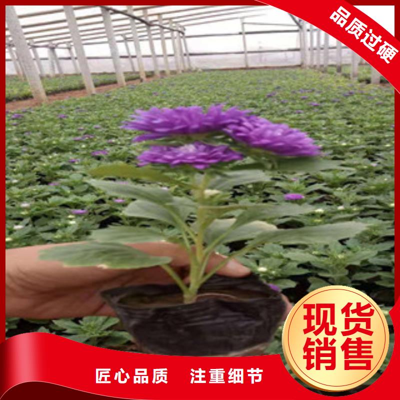 宿根花卉宿根花卉基地品质不将就