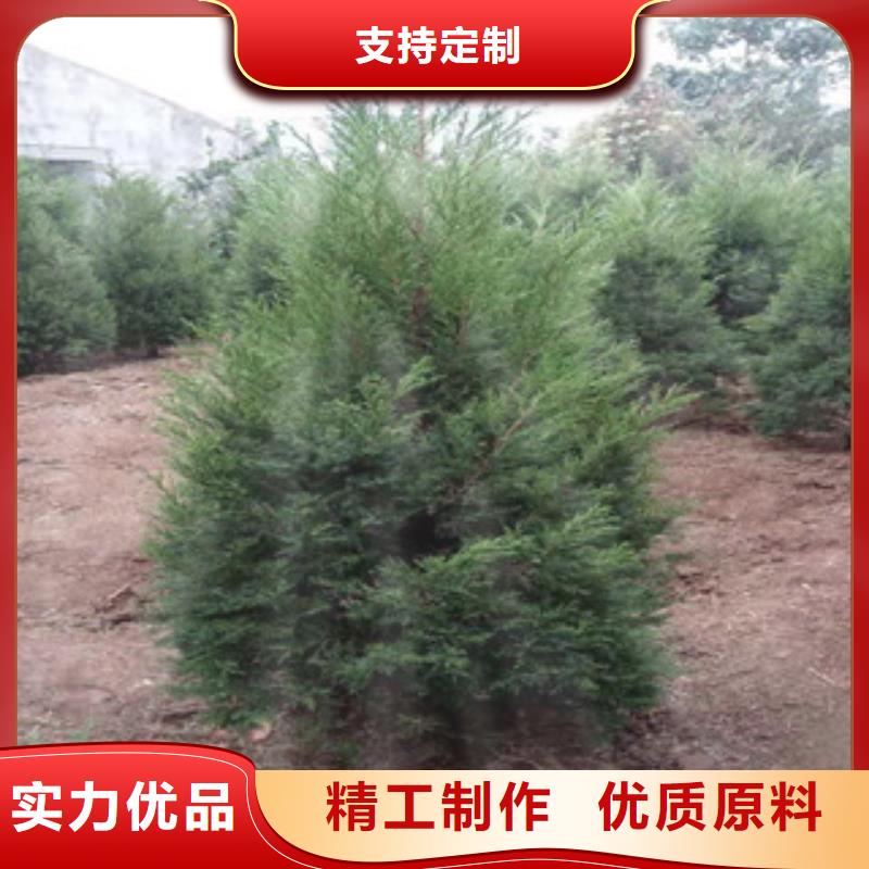 【宿根花卉】五一国庆草花批发专业完善售后
