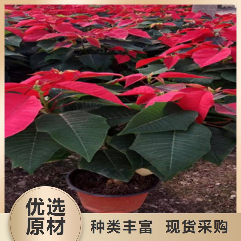 宿根花卉【耐寒耐旱草花基地】种类齐全
