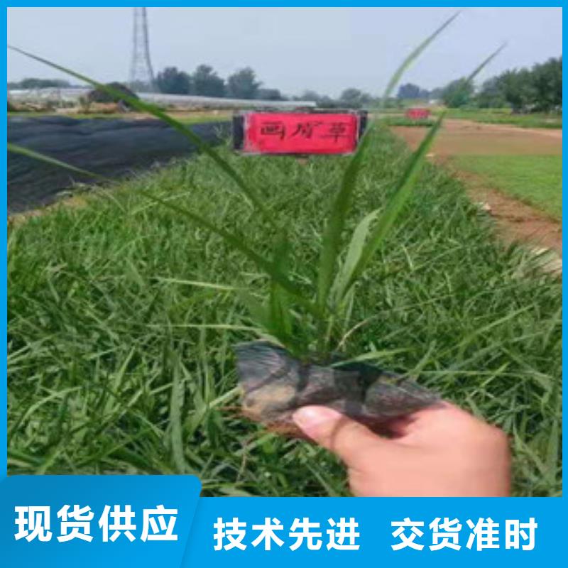 宿根花卉耐寒耐旱草花基地源头厂家直销