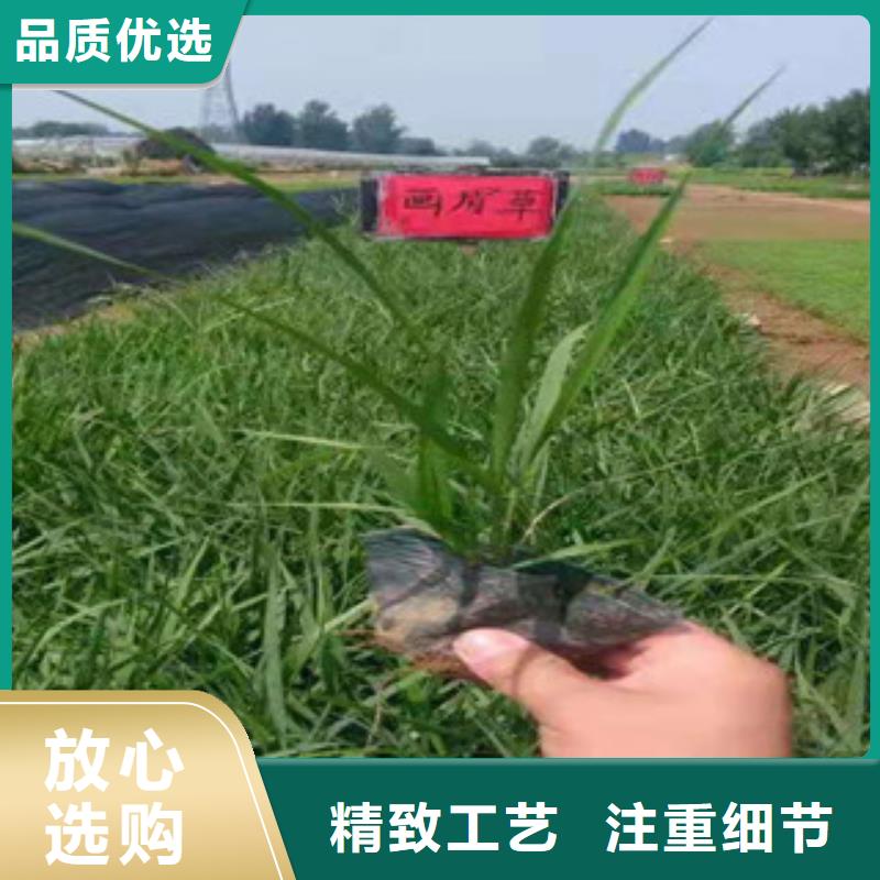 宿根花卉_花海景观工程现货