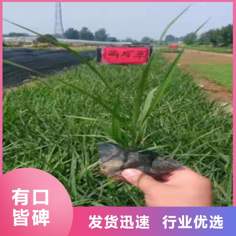 宿根花卉【耐寒耐旱草花基地】大厂家实力看得见