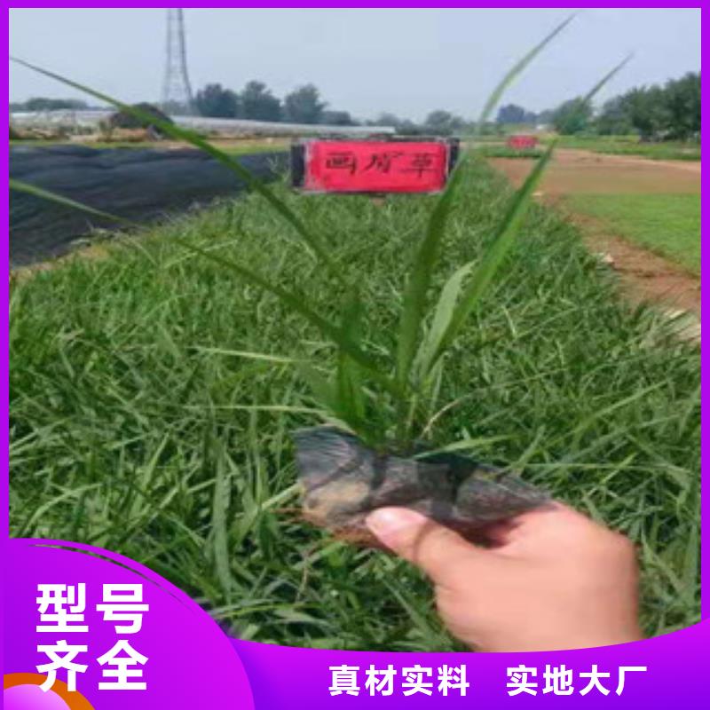 宿根花卉,花海景观工程产地直供