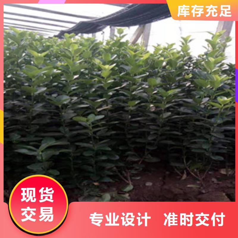 宿根花卉观赏草/蒲苇狼尾草工艺层层把关