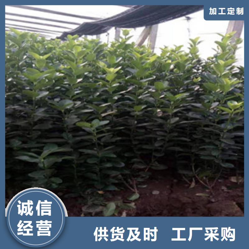 宿根花卉宿根花卉基地自主研发