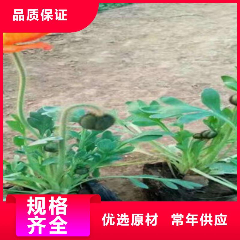 宿根花卉宿根花卉基地品质不将就