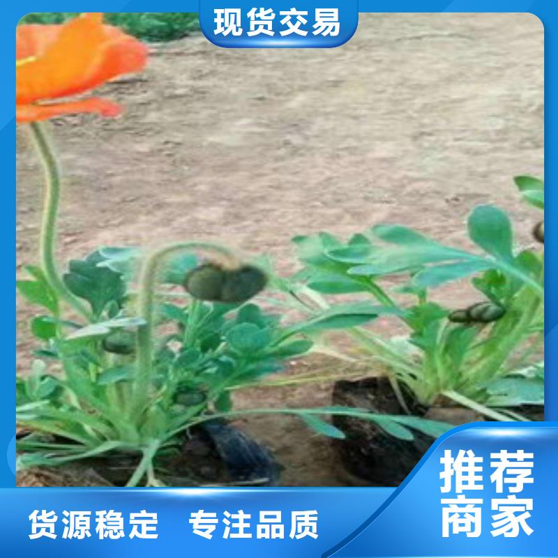 宿根花卉_鲁冰花/粉黛乱子草厂家直销供货稳定