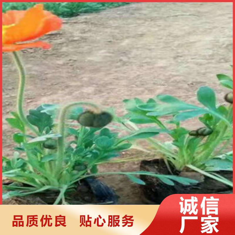 【宿根花卉】-宿根花卉基地根据要求定制