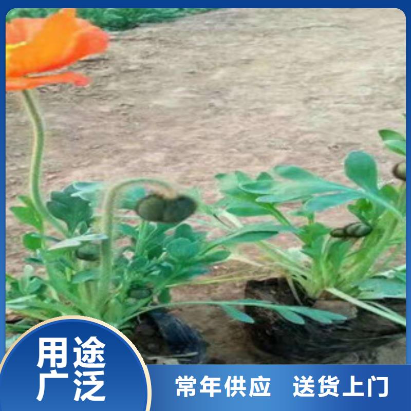 宿根花卉宿根花卉基地源头厂家