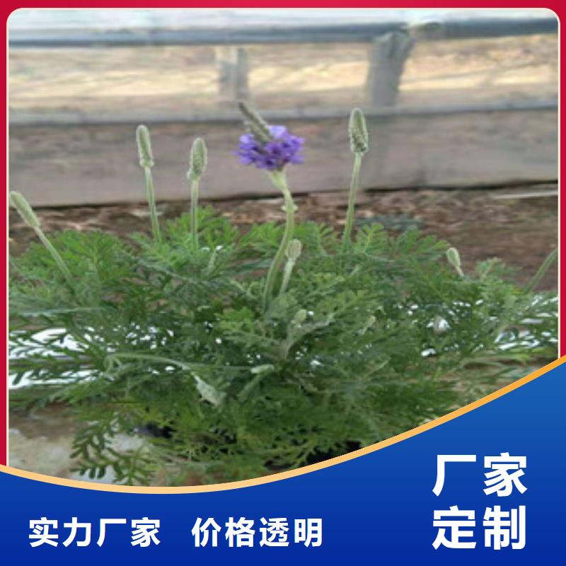 宿根花卉柳叶马鞭草/薰衣草一站式厂家