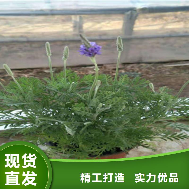 宿根花卉观赏草/蒲苇狼尾草工艺层层把关