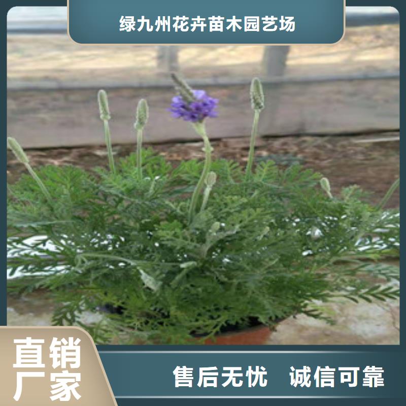 宿根花卉时令花卉/绿化草花价格专业生产厂家