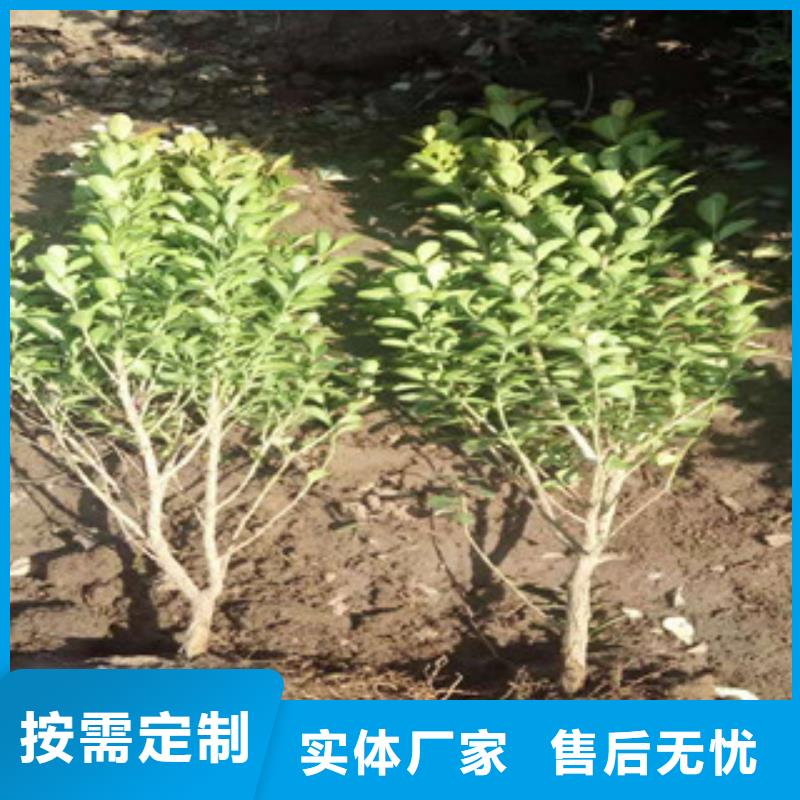 宿根花卉水生植物/荷花睡莲精心打造