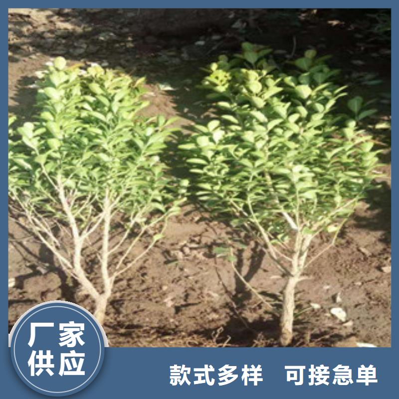 宿根花卉,花海景观工程产地直供