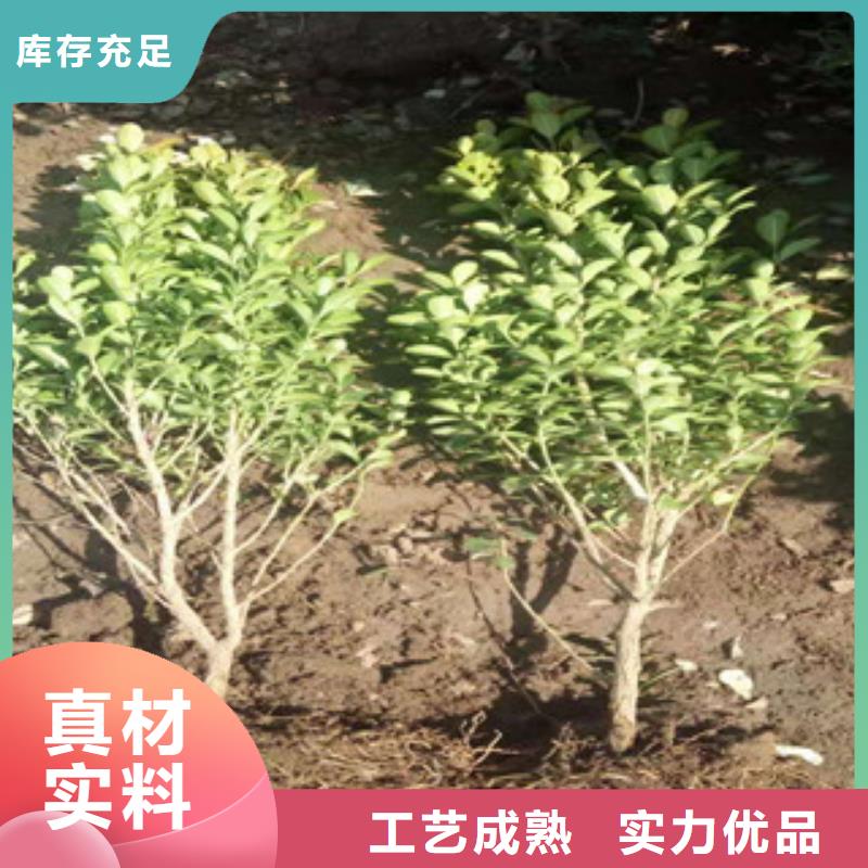 宿根花卉柳叶马鞭草/薰衣草实力派厂家