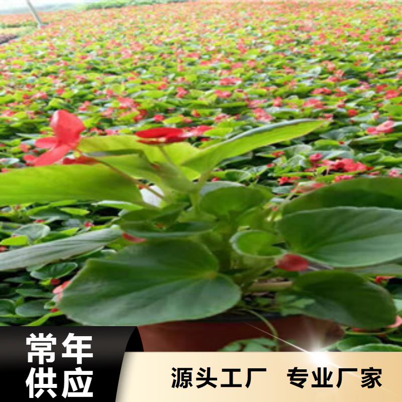 宿根花卉观赏草/蒲苇狼尾草工艺层层把关