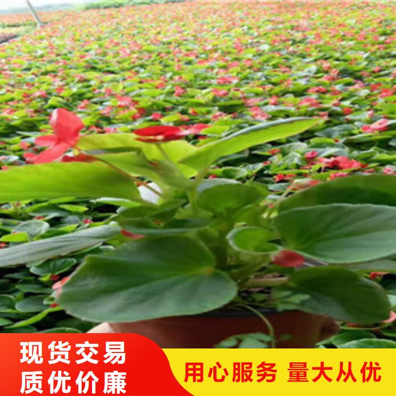 宿根花卉宿根花卉基地自主研发