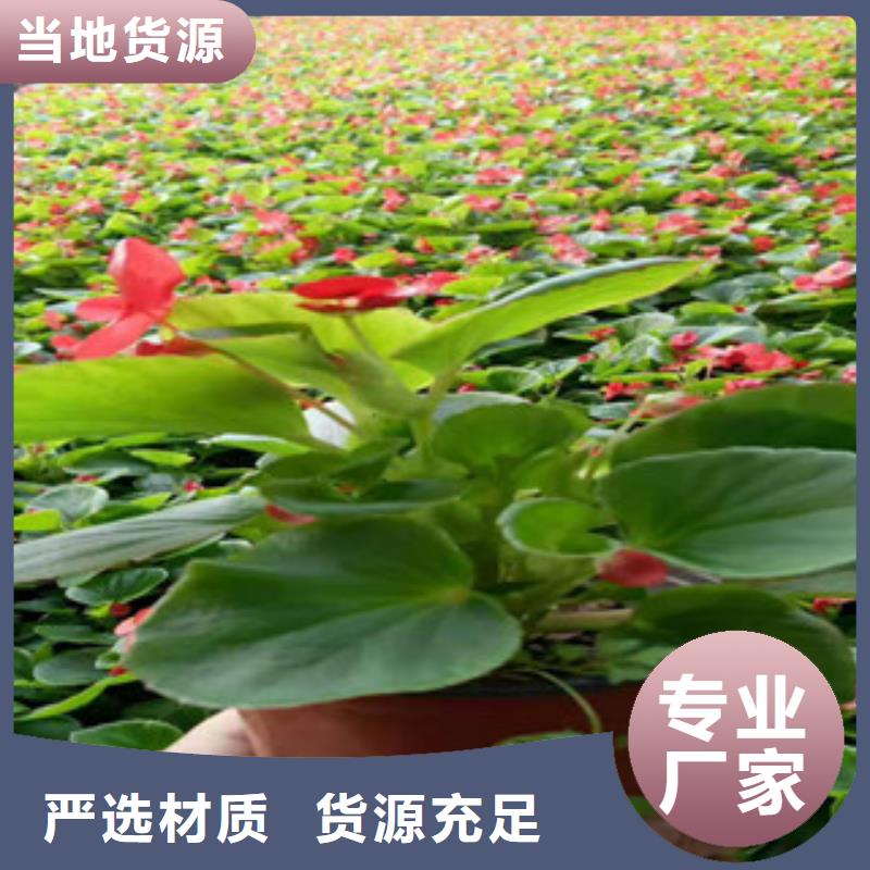 宿根花卉观赏草/蒲苇狼尾草工艺层层把关