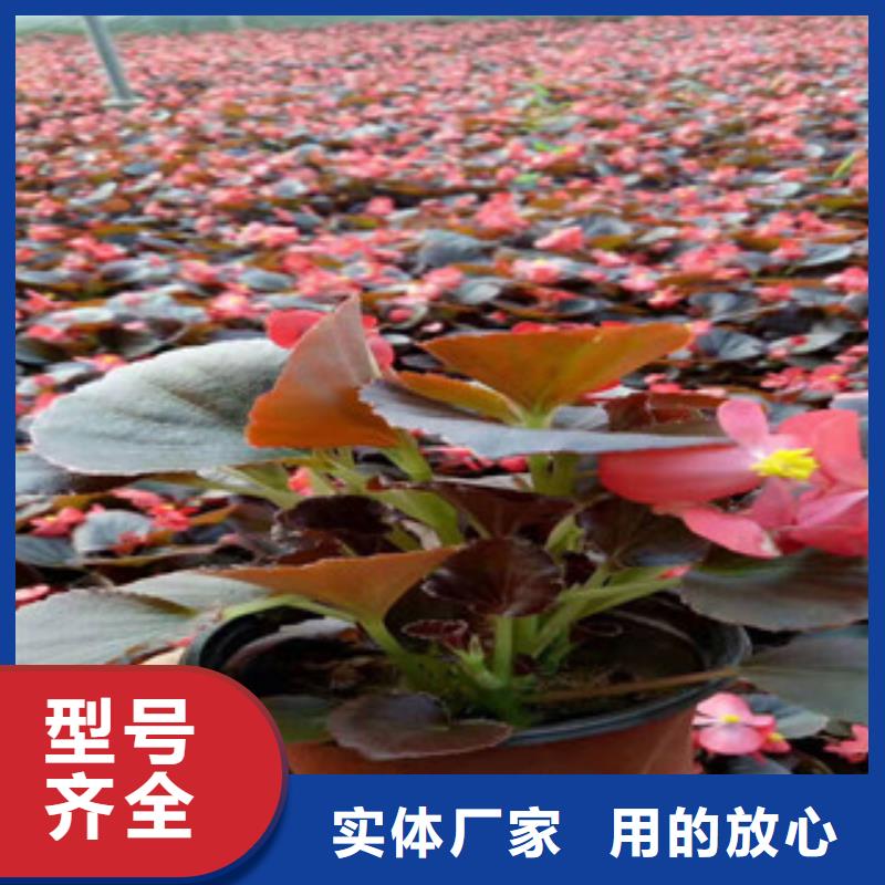 宿根花卉观赏草/蒲苇狼尾草多种规格库存充足