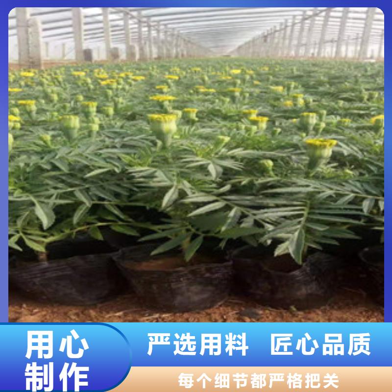 宿根花卉宿根花卉基地定制定做