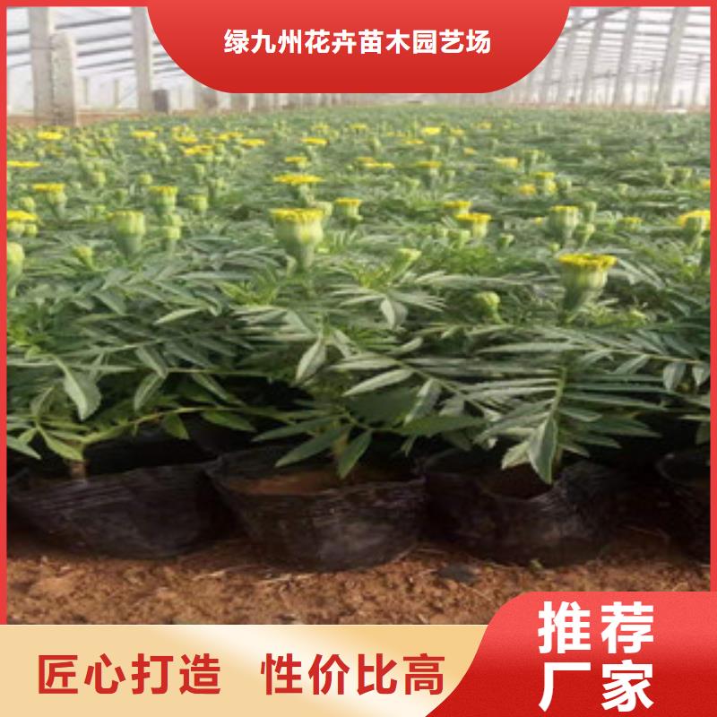 宿根花卉鲁冰花/粉黛乱子草专业供货品质管控
