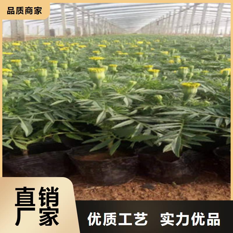 宿根花卉宿根花卉基地源头厂家