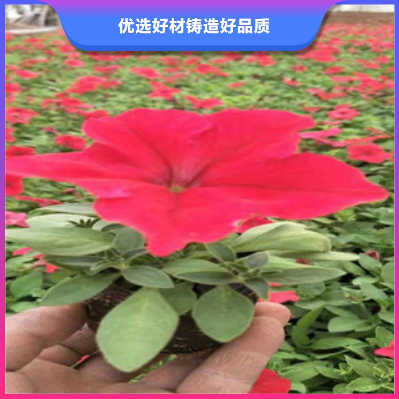 宿根花卉宿根花卉基地自主研发