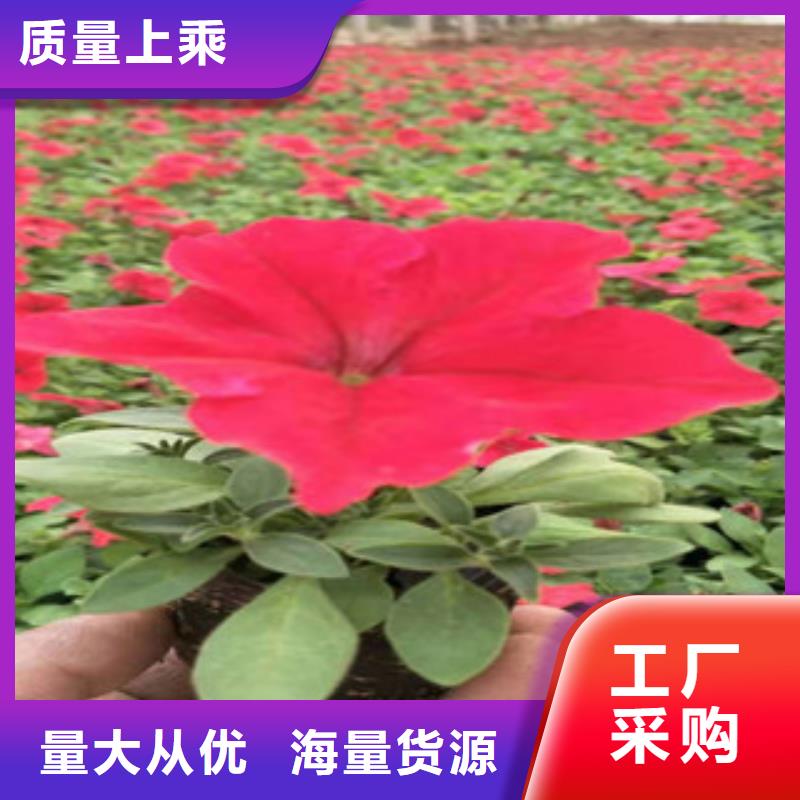 宿根花卉-时令花卉/绿化草花价格客户信赖的厂家