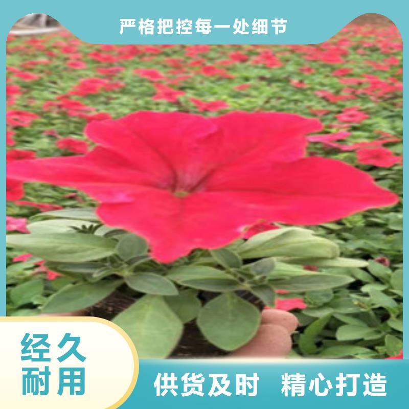 宿根花卉柳叶马鞭草/薰衣草厂家直发