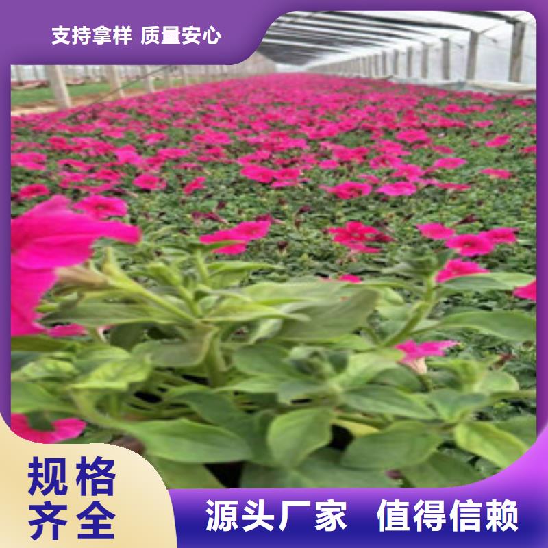 宿根花卉-宿根花卉基地欢迎来电咨询