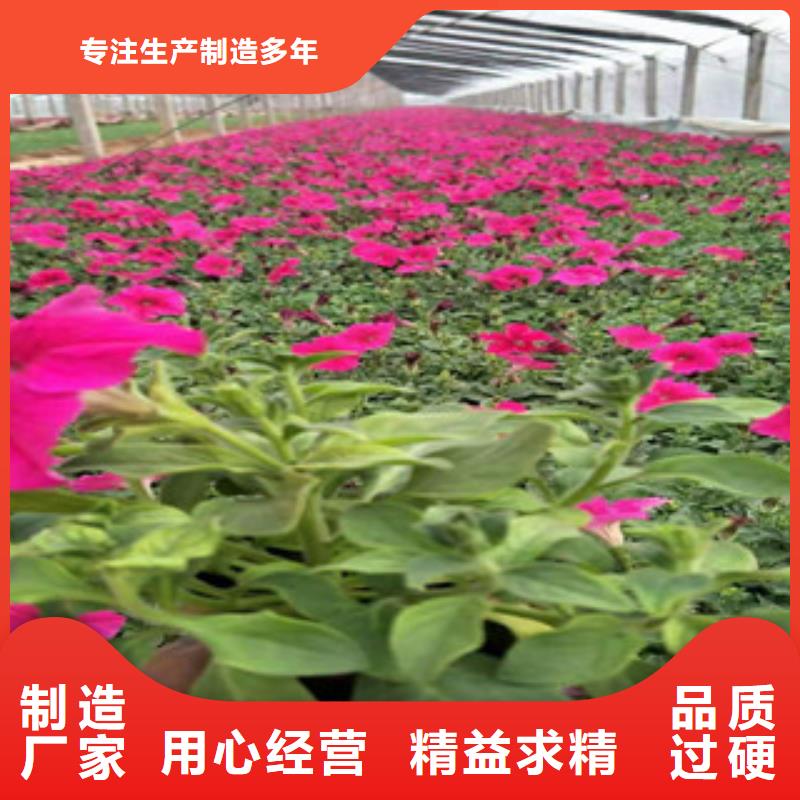 宿根花卉宿根花卉基地品质不将就