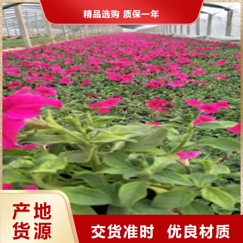 宿根花卉耐寒耐旱草花基地厂家供应