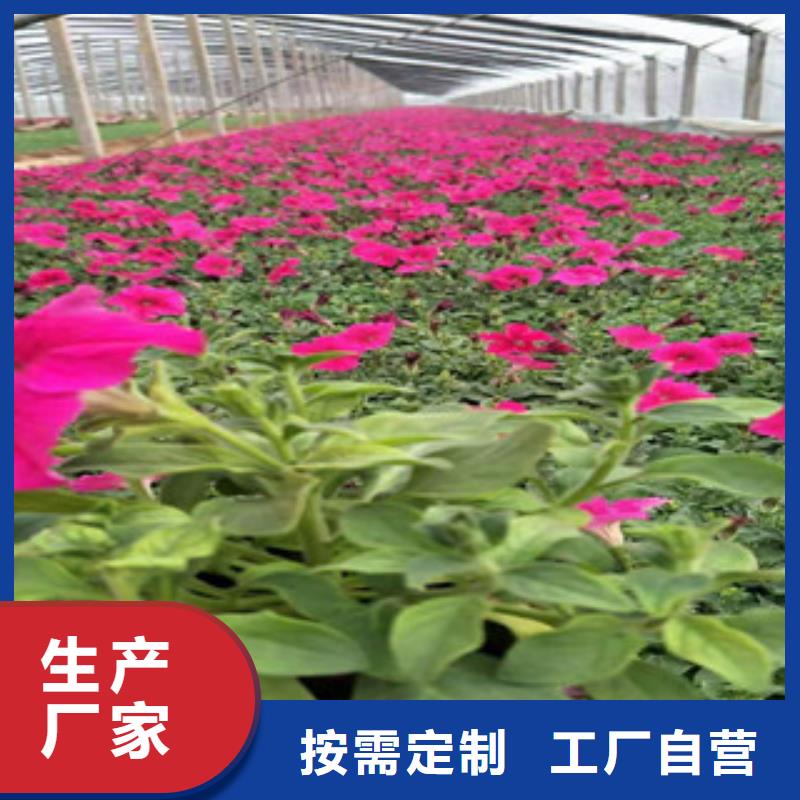 宿根花卉鲁冰花/粉黛乱子草专业供货品质管控