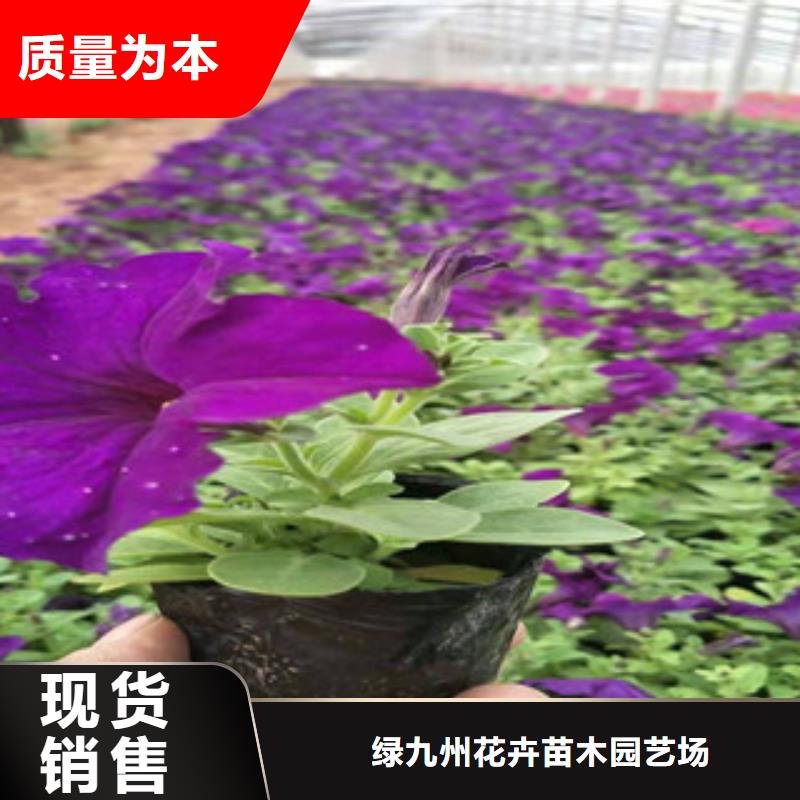 宿根花卉鲁冰花/粉黛乱子草专业供货品质管控