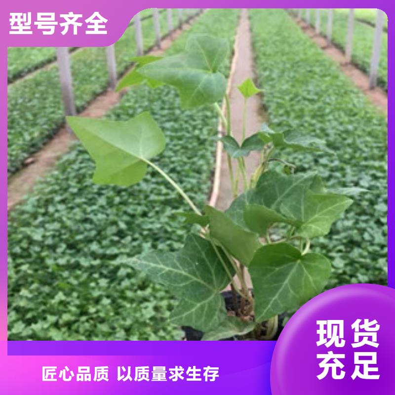宿根花卉-时令花卉/绿化草花价格客户信赖的厂家