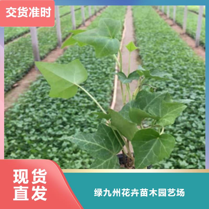 宿根花卉柳叶马鞭草/薰衣草每一处都是匠心制作